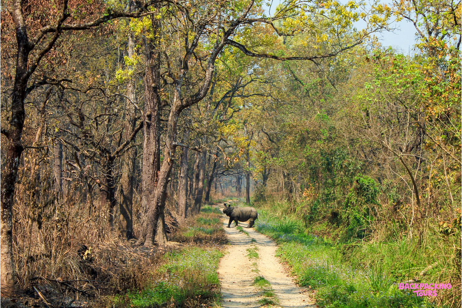 A rhinoceros walks along a dirt track through the dense forest of Chitwan National Park.