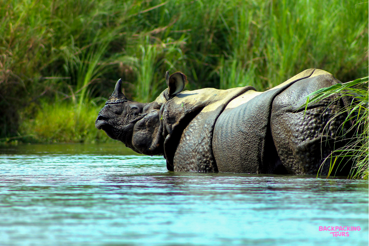 A majestic rhino enjoys a refreshing dip in the serene waters of Chitwan National Park.