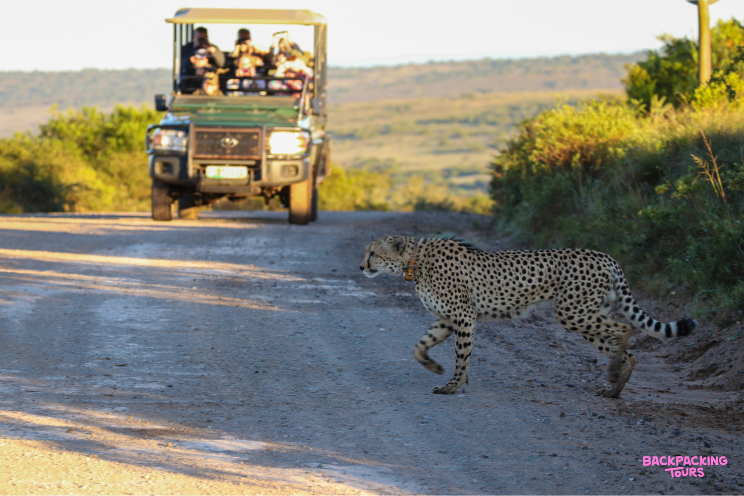 A cheetah gracefully crosses a dusty safari road, as a jeep full of tourists watches.