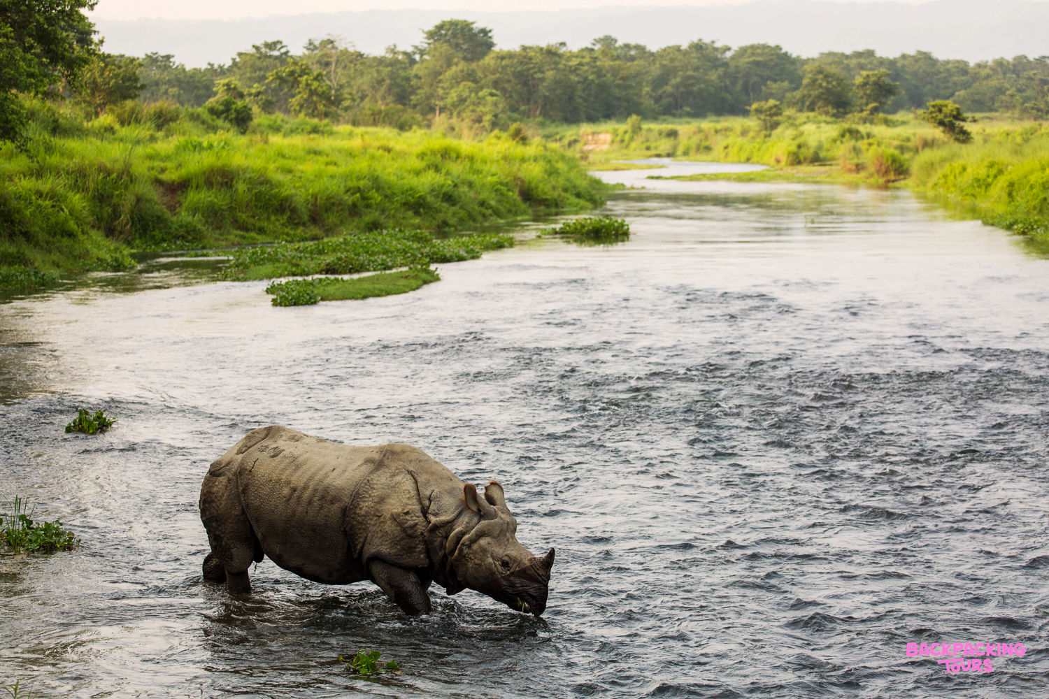 A majestic rhinoceros wades through a tranquil river in Chitwan National Park, surrounded by lush green banks.