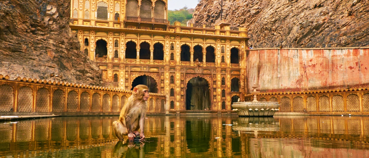 A monkey sits in a sacred pool before the ornate Galta Ji Monkey Temple in Jaipur, India.