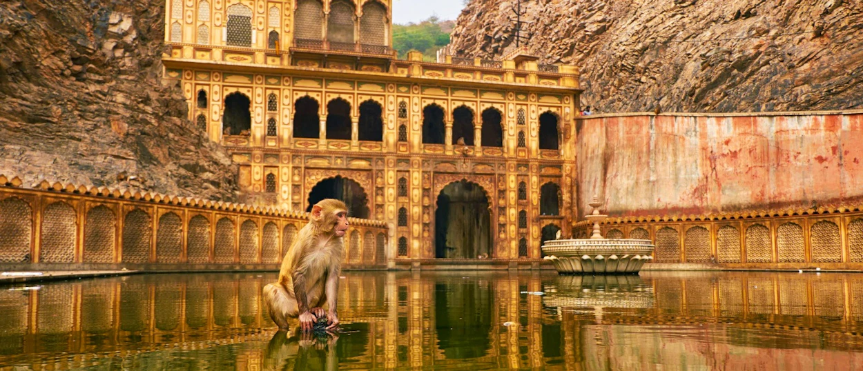 A monkey sits in a sacred pool before the ornate Galta Ji Monkey Temple in Jaipur, India.