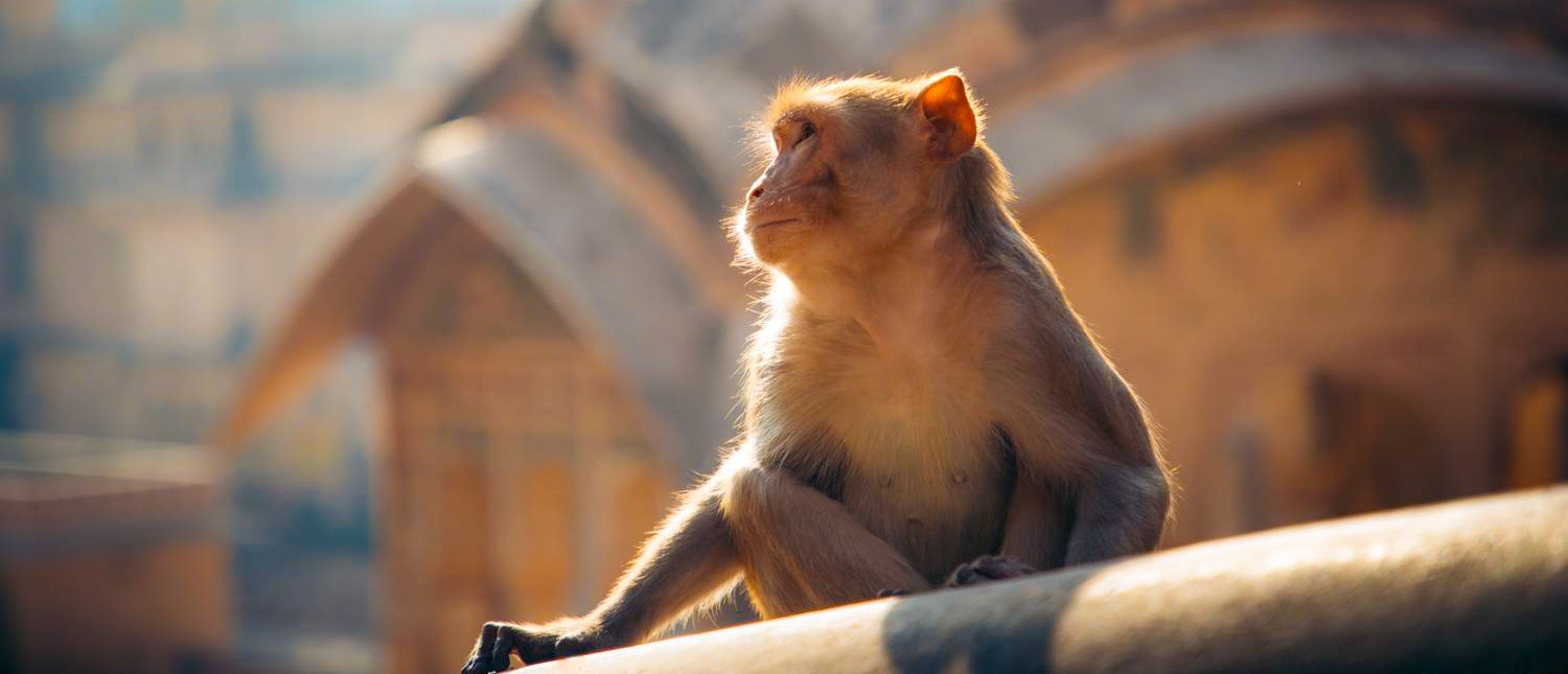 A monkey sits peacefully on a sun-drenched wall, gazing at the ancient architecture of Jaipur.