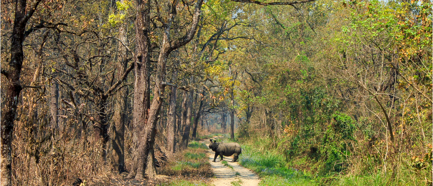 A wild rhinoceros crosses a dusty track through dense forest in Chitwan National Park, Nepal.