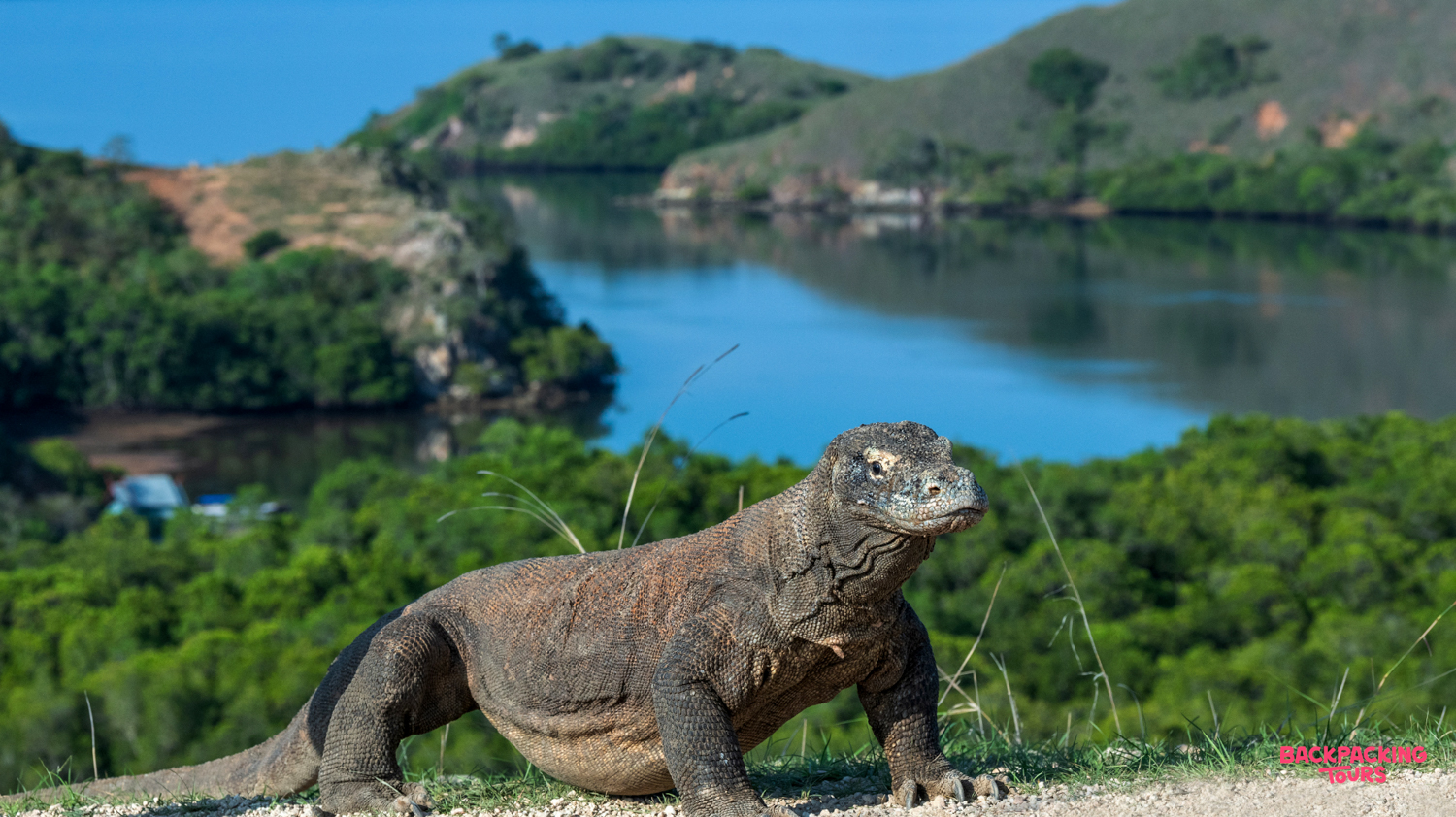 A Komodo dragon stands on a hill overlooking the beautiful islands and blue waters of Komodo.