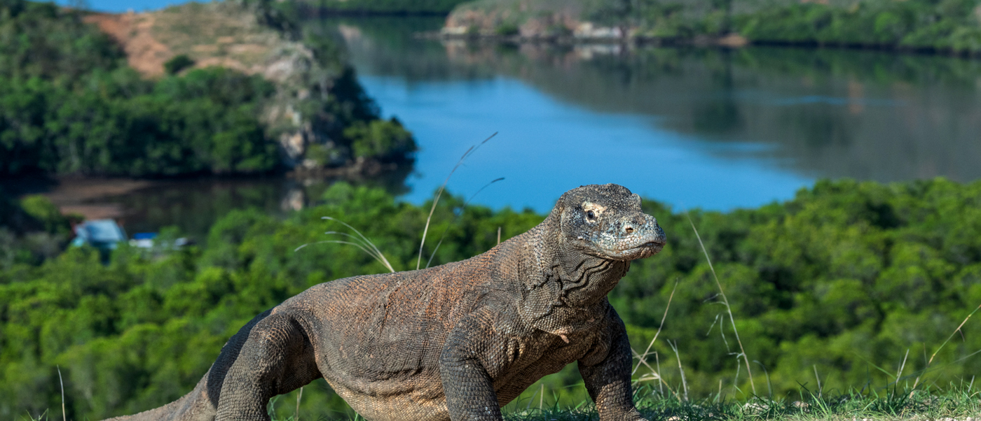 A large Komodo dragon on a grassy hill overlooking a blue bay and green islands.