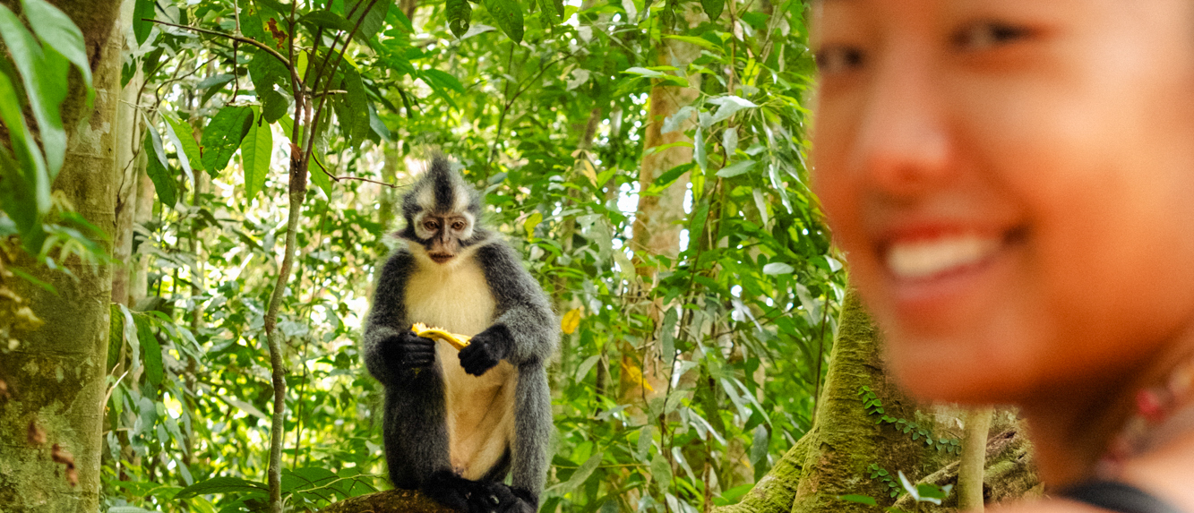 A smiling traveler poses with a Thomas Leaf Monkey eating a banana in the lush Bukit Lawang jungle.