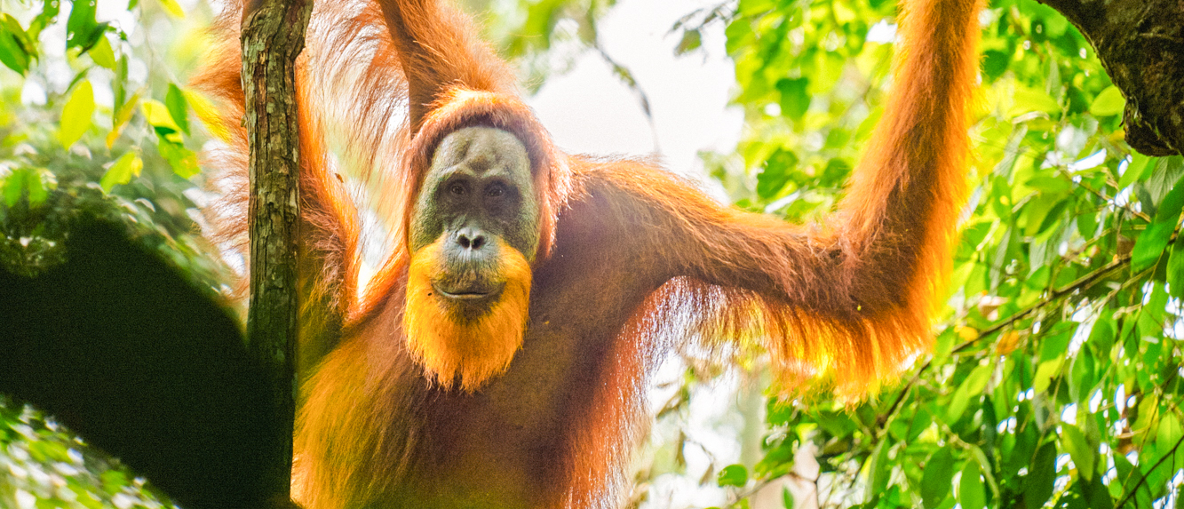 A wild orangutan hangs from a tree, looking at the camera in the lush Bukit Lawang jungle.