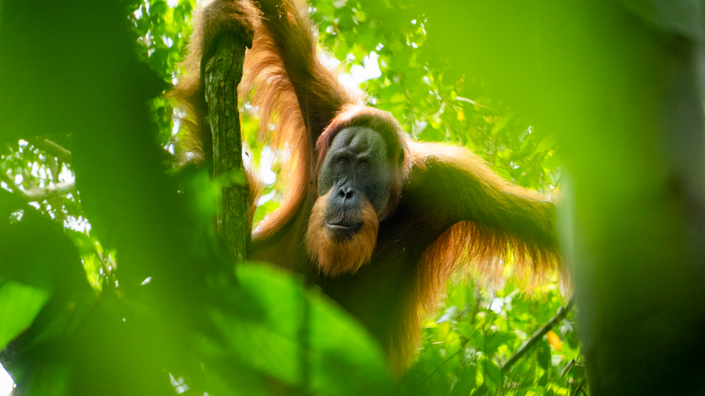 A majestic orangutan with reddish-brown fur peers through green leaves in the Sumatran jungle.