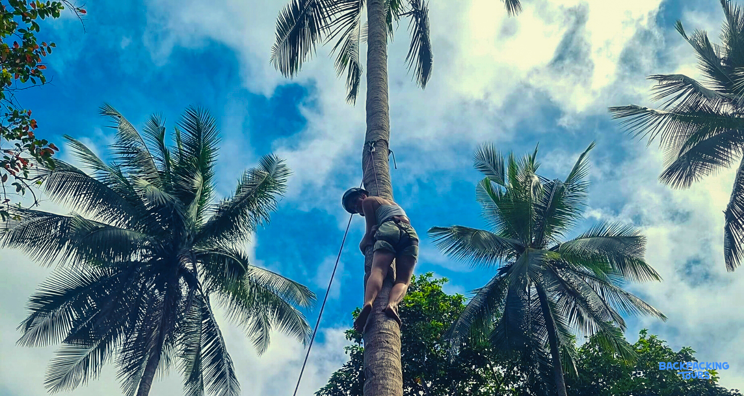 An adventurous traveler learns to climb a tall coconut tree in El Nido, Philippines.