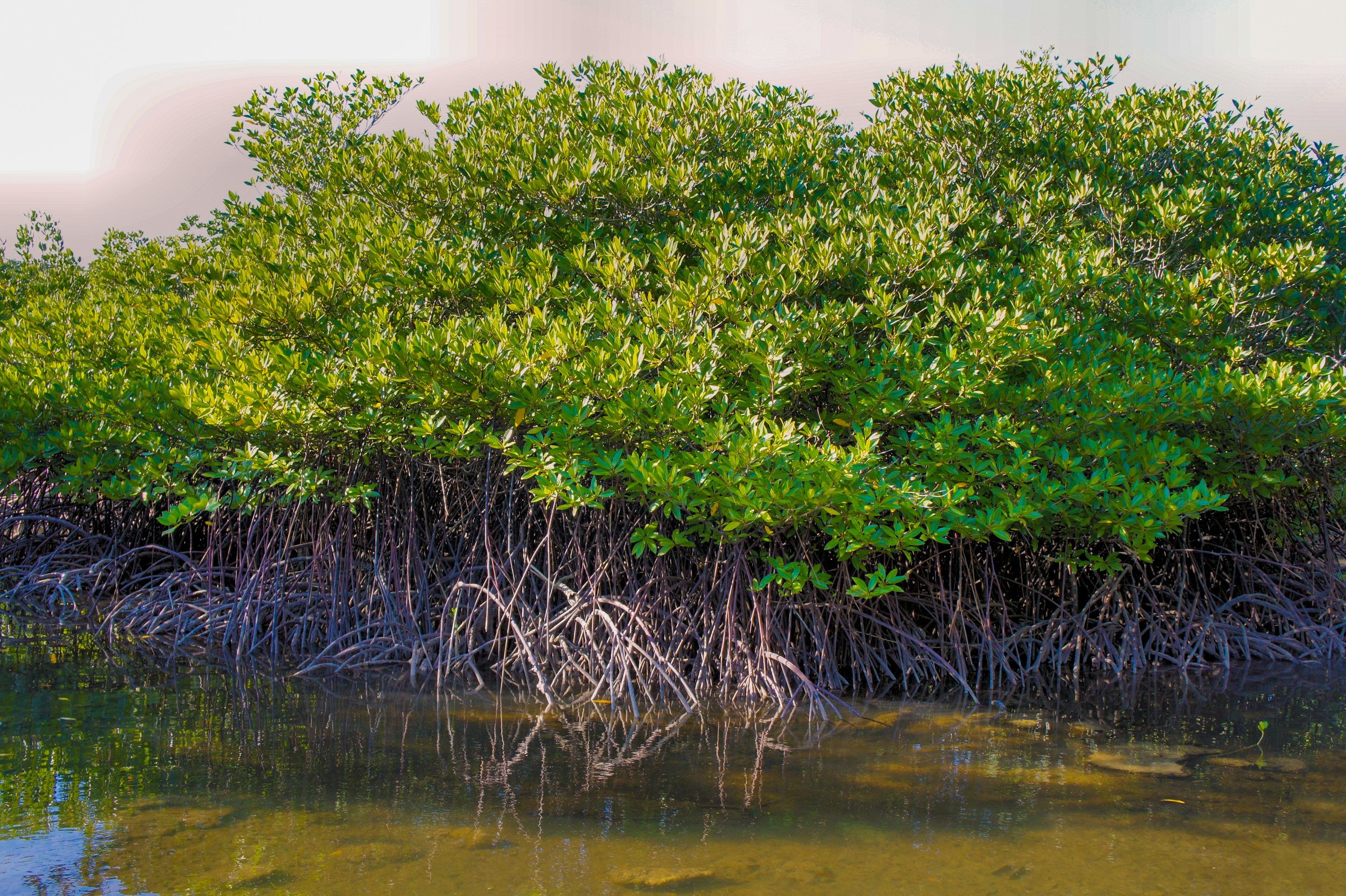 Dense green mangrove trees with exposed roots thriving in the shallow waters of the Philippines.