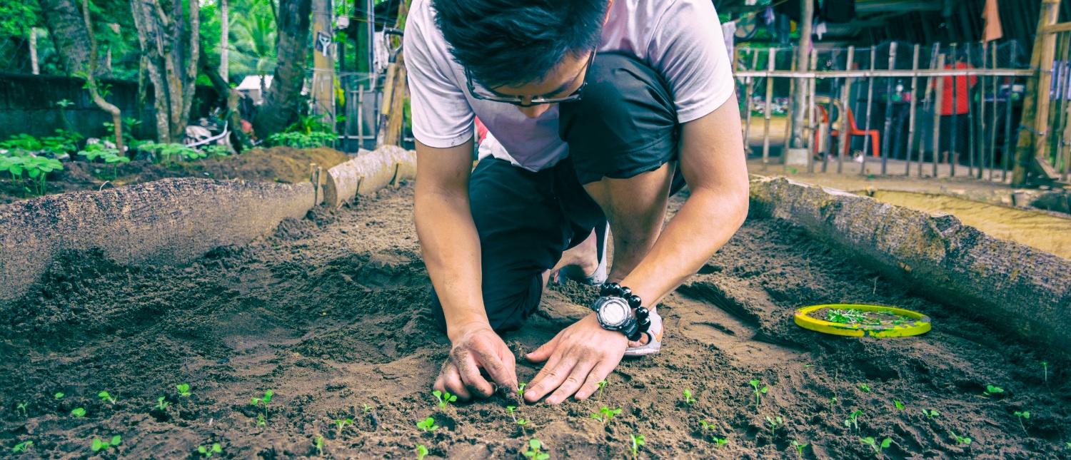 A man crouches, carefully planting tiny green seedlings in a raised soil bed for conservation.