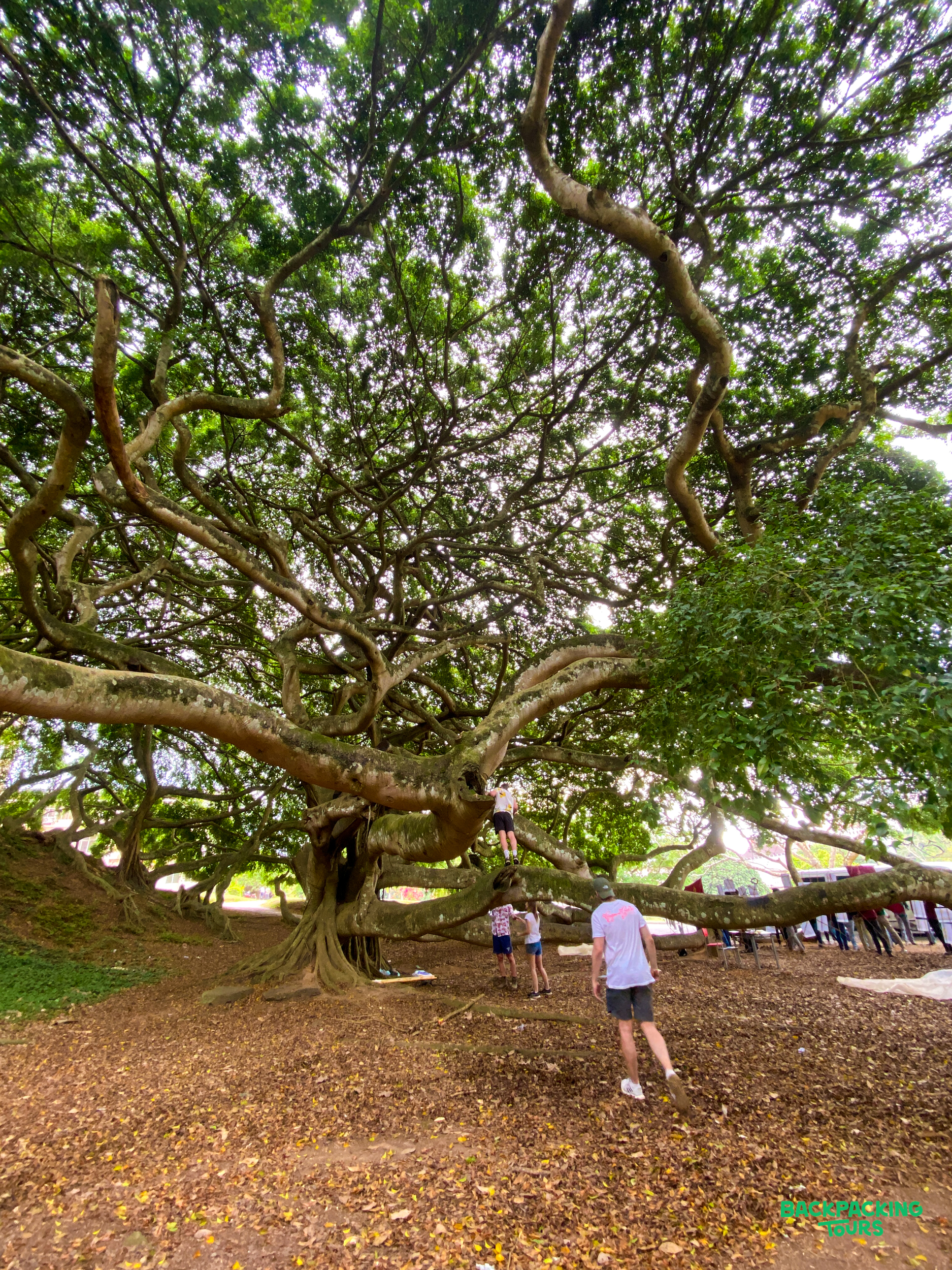 Backpackers explore the magnificent, ancient tree with sprawling branches in Kandy, Sri Lanka.