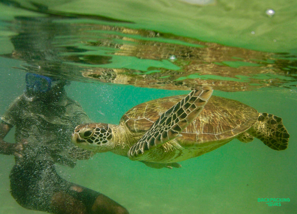 Snorkeling alongside a majestic sea turtle in the clear green waters of Unawatuna, Sri Lanka.