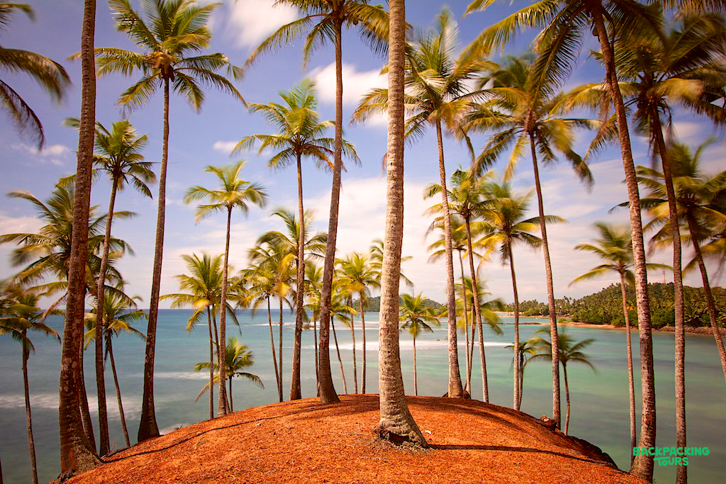 Tall palm trees stand on a reddish hill overlooking the calm turquoise ocean in Mirissa.