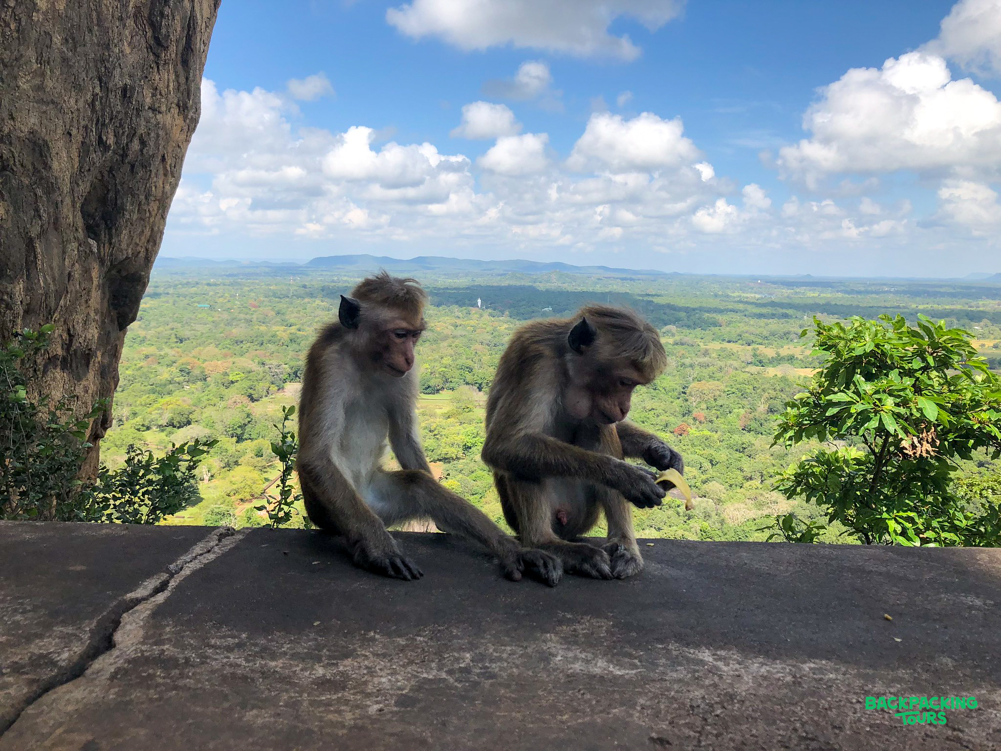 Two monkeys sit on a stone ledge, overlooking the lush green landscape of Sigiriya, Sri Lanka.