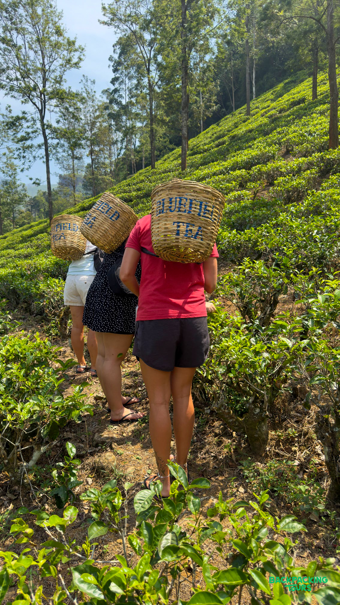 Three travelers walk uphill through a vibrant green tea plantation carrying large harvesting baskets.
