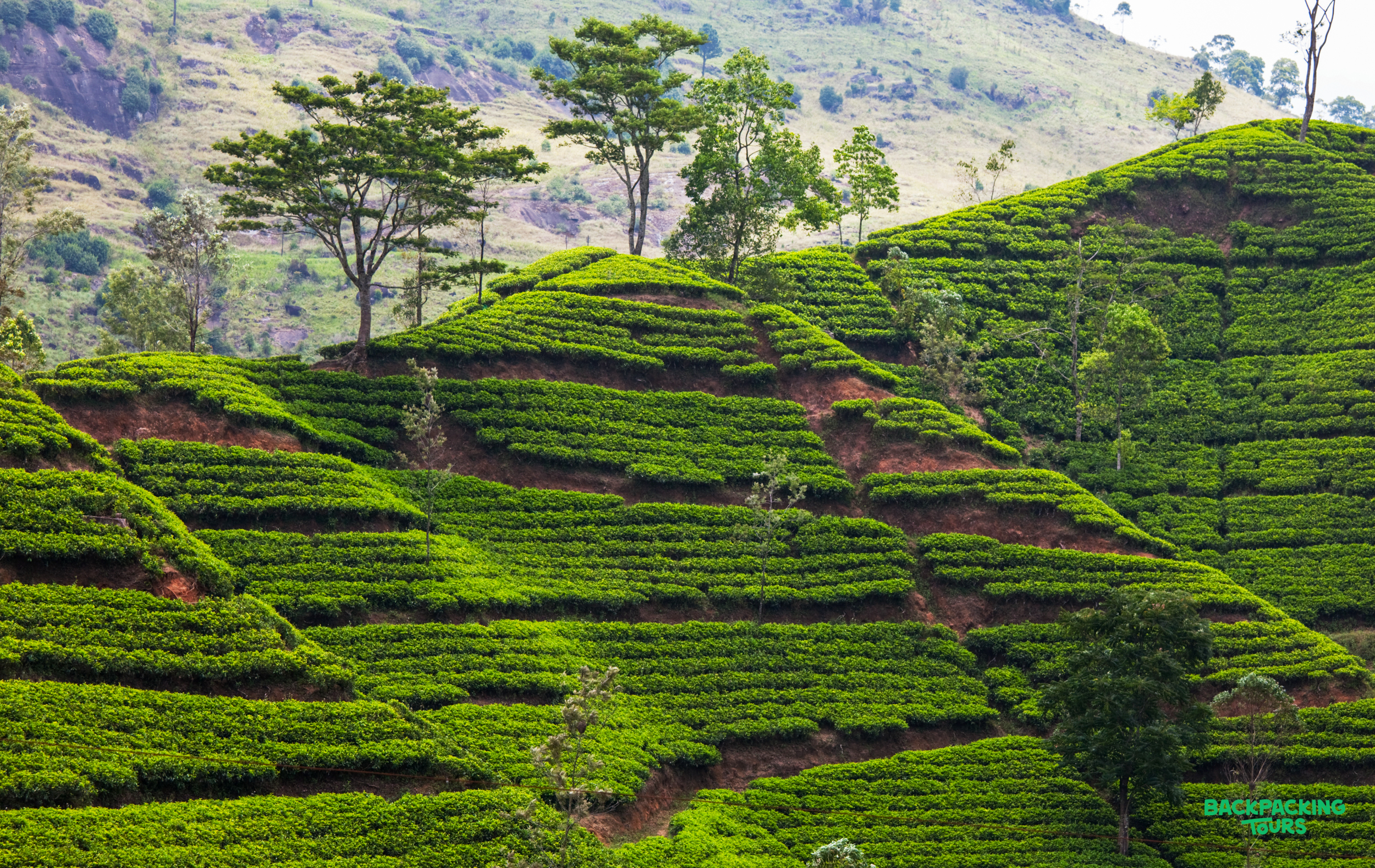 Lush green terraced tea plantations blanket the rolling hills of Nuwara Eliya, Sri Lanka, under a bright sky.