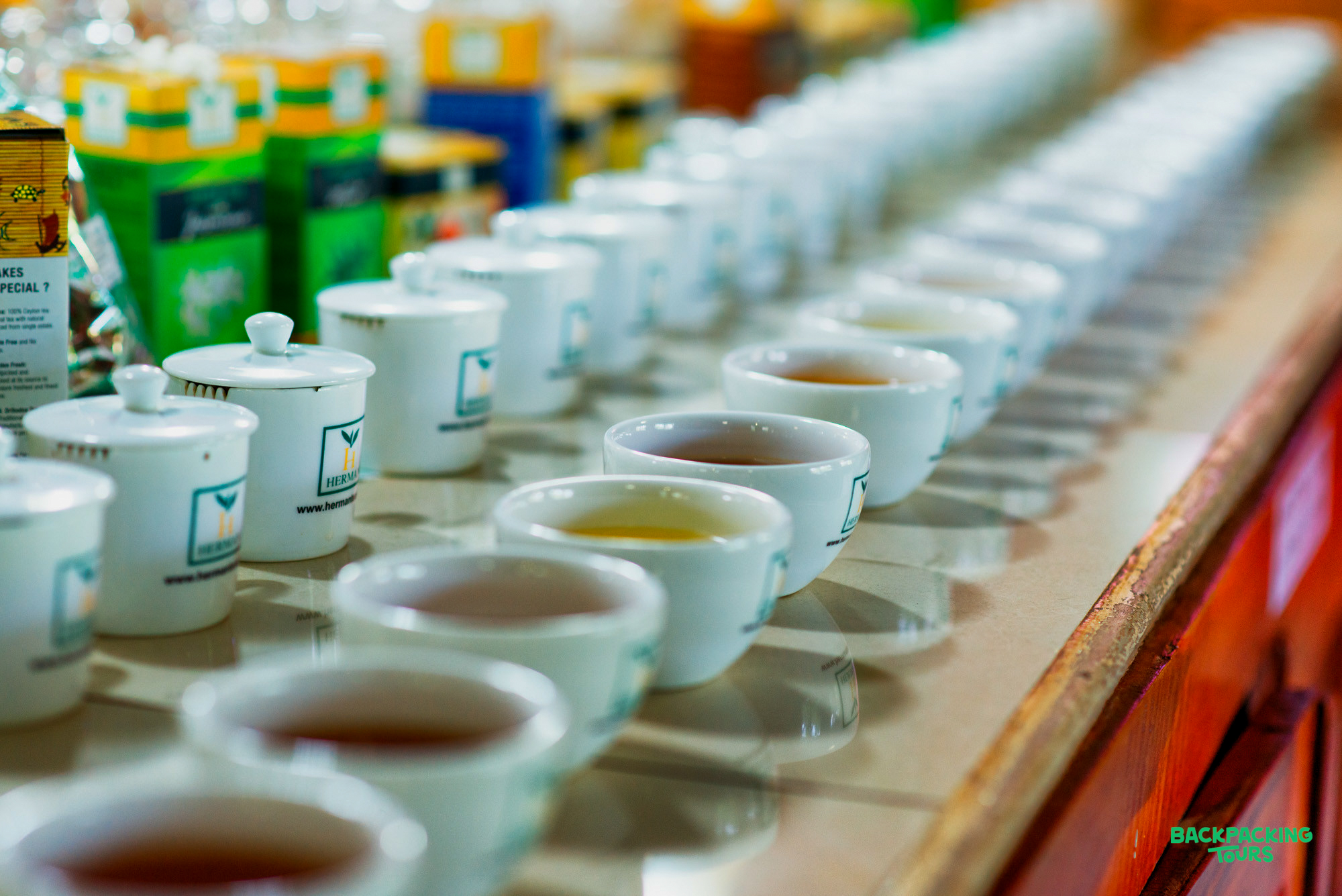Small white cups with different tea samples arranged in a row for a tasting experience in Nuwara Eliya, Sri Lanka.