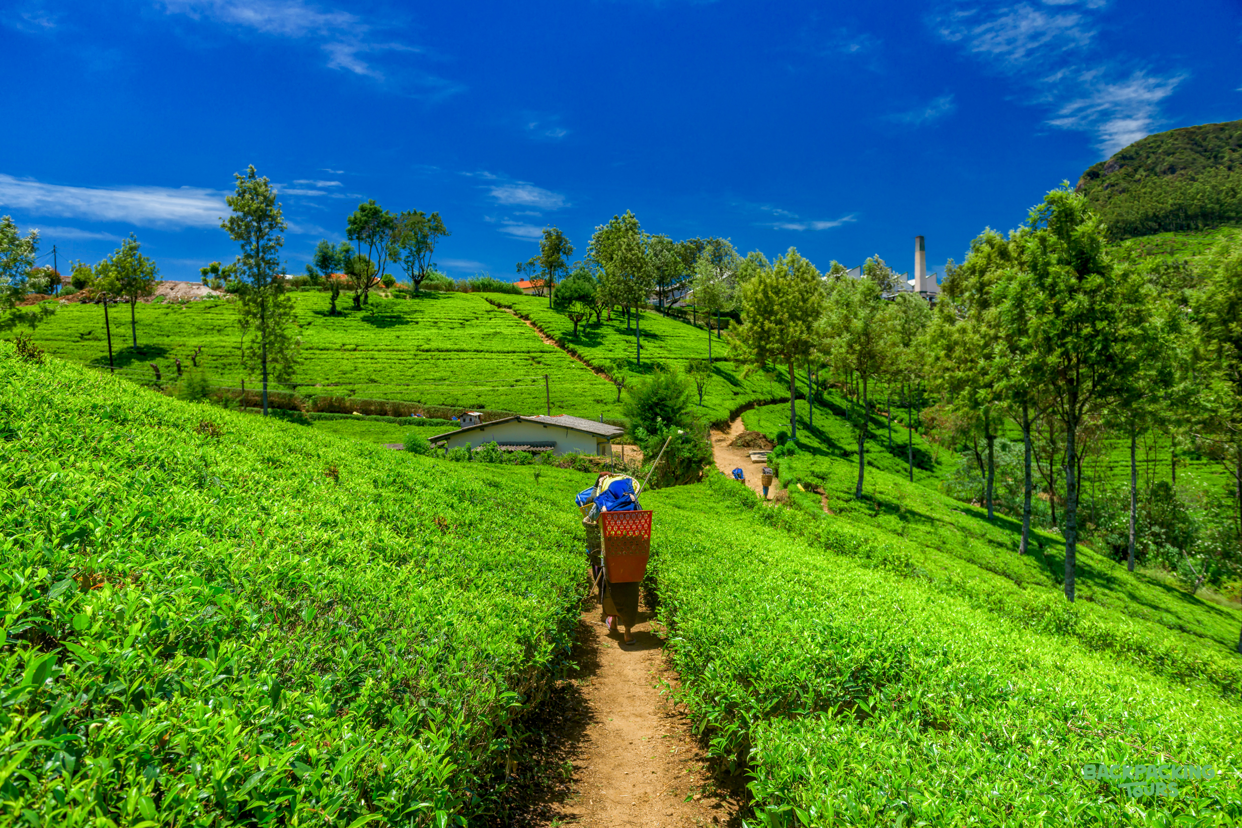 A tea picker walks a winding path through the vibrant green tea plantations of Nuwara Eliya, Sri Lanka.