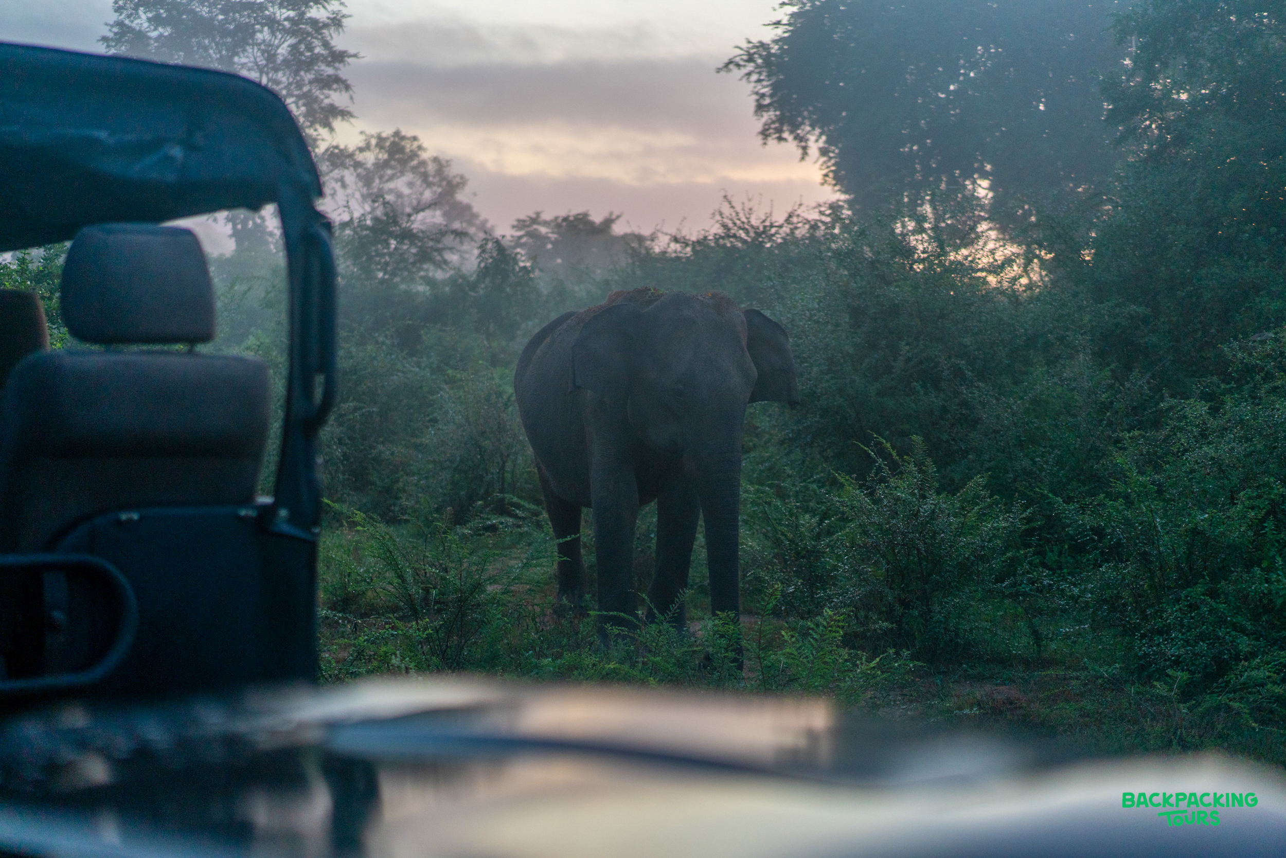A wild elephant stands in misty morning light, viewed from a safari jeep in Udawalawe National Park.