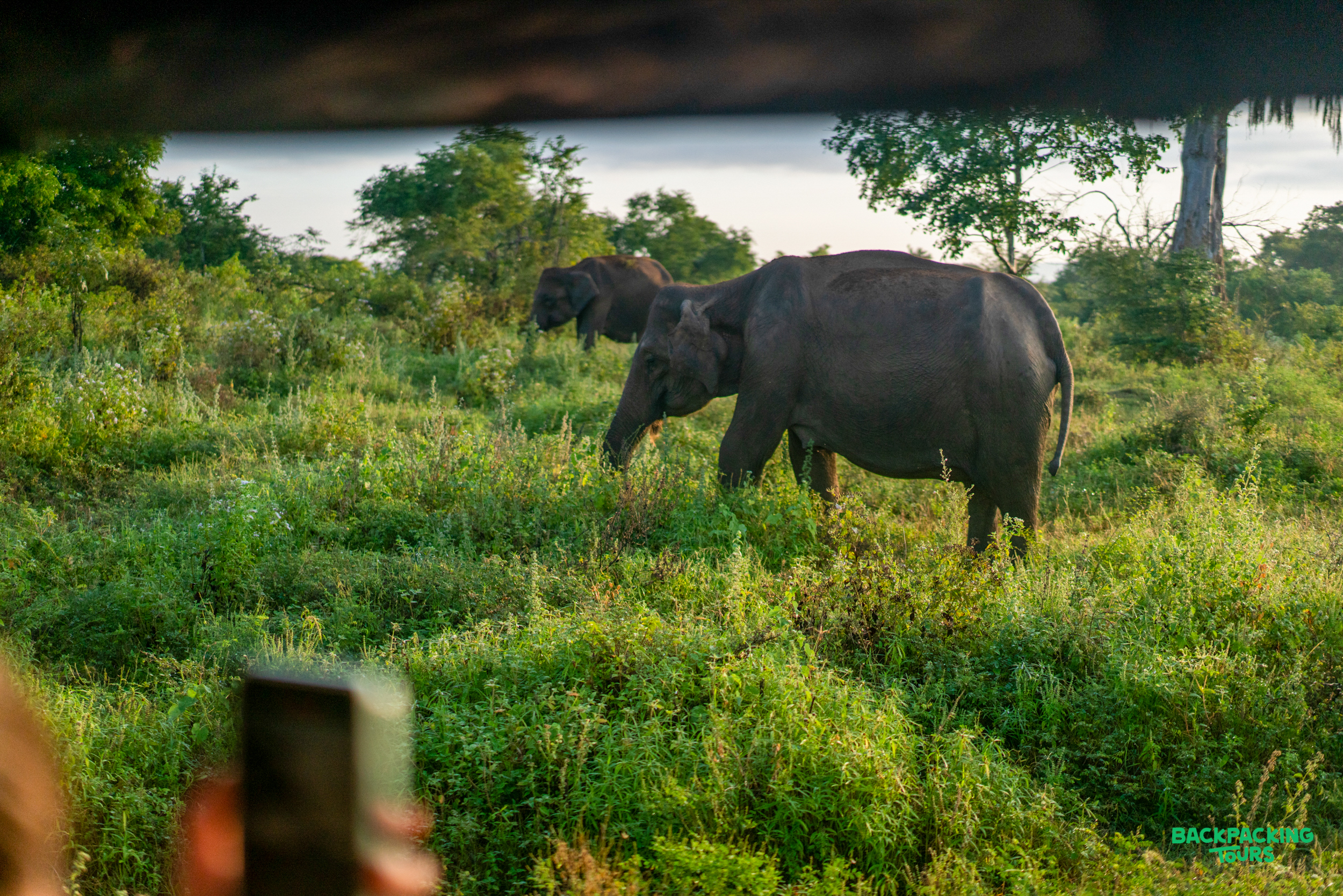 Safari-goers capture two wild elephants grazing in the tall grass of Udawalawe National Park.