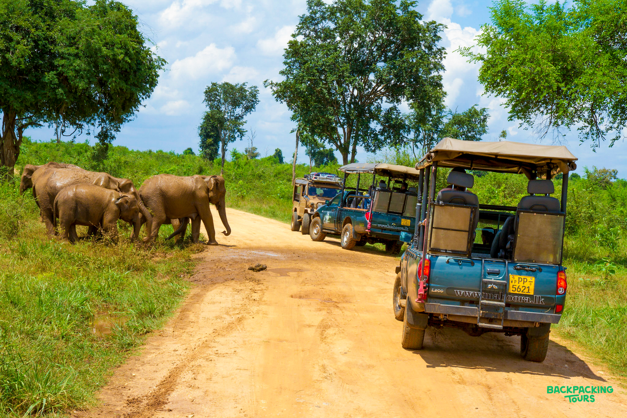 Safari jeeps observe a wild elephant herd on a dirt road in Udawalawe National Park, Sri Lanka.