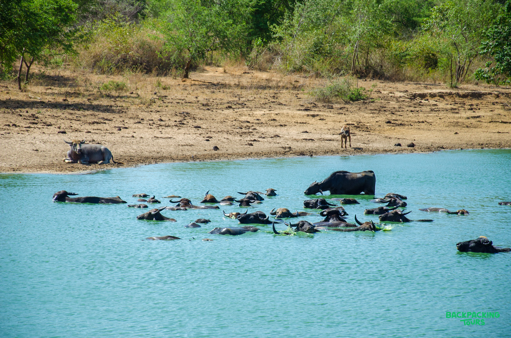 A large herd of water buffaloes cooling off in a blue lake in Udawalawe National Park.