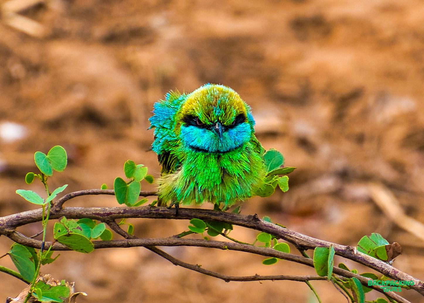 A vibrant green and blue bird perches calmly on a leafy branch in Udawalawe National Park.