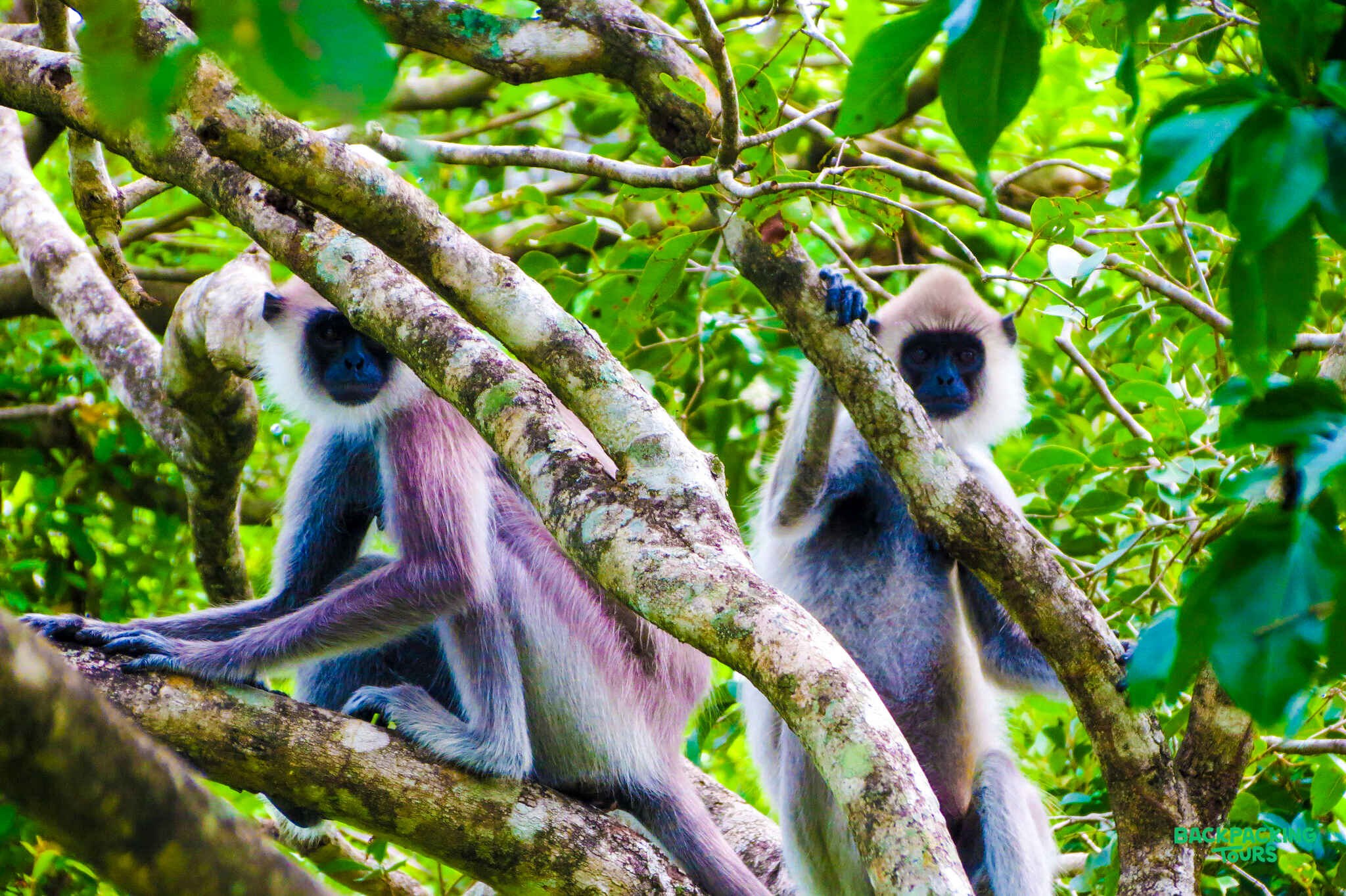 Two grey langur monkeys with dark faces sit peacefully on tree branches in Udawalawe National Park.