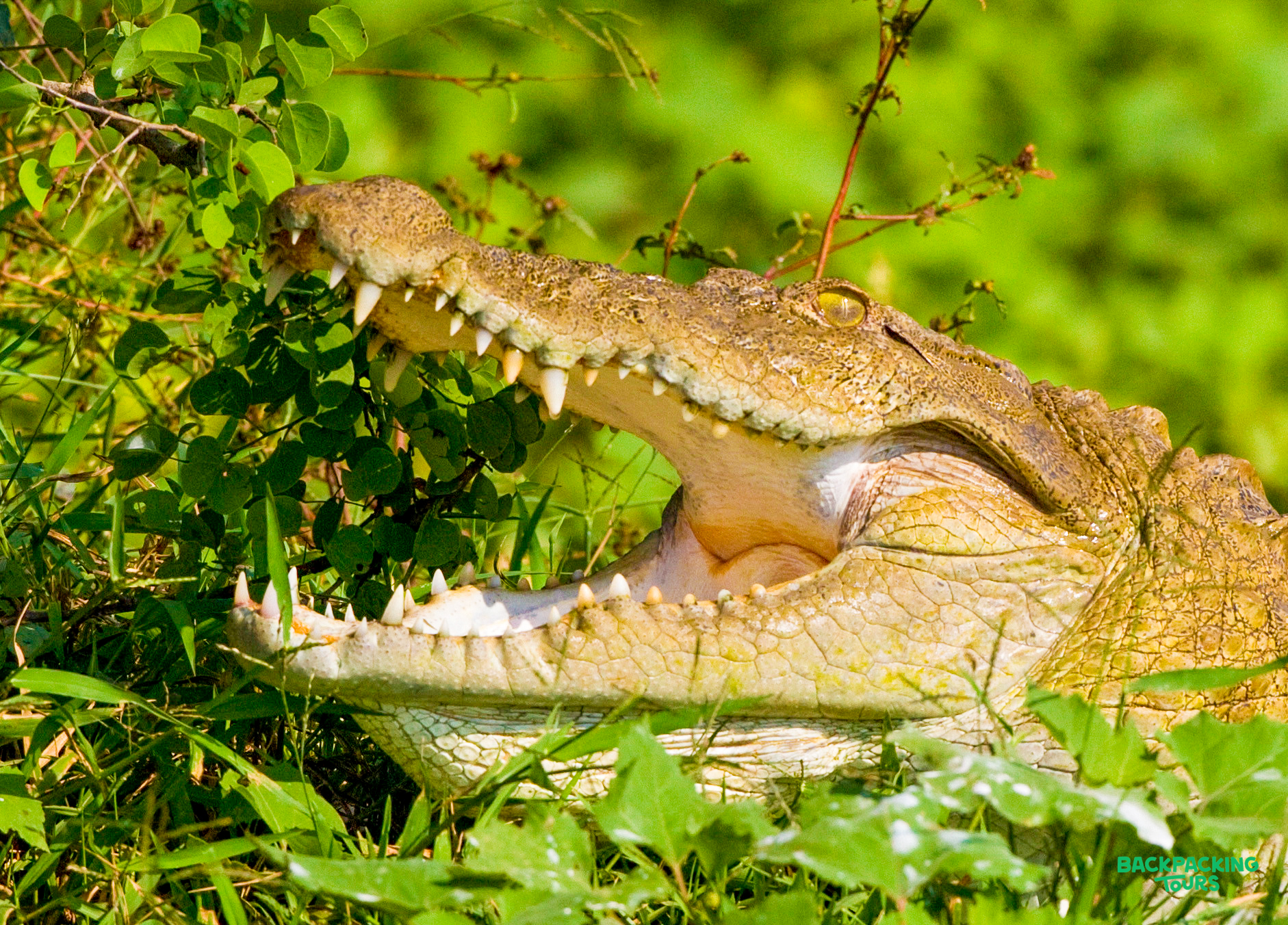 A powerful crocodile with its mouth wide open, displaying sharp teeth amidst the lush green foliage.