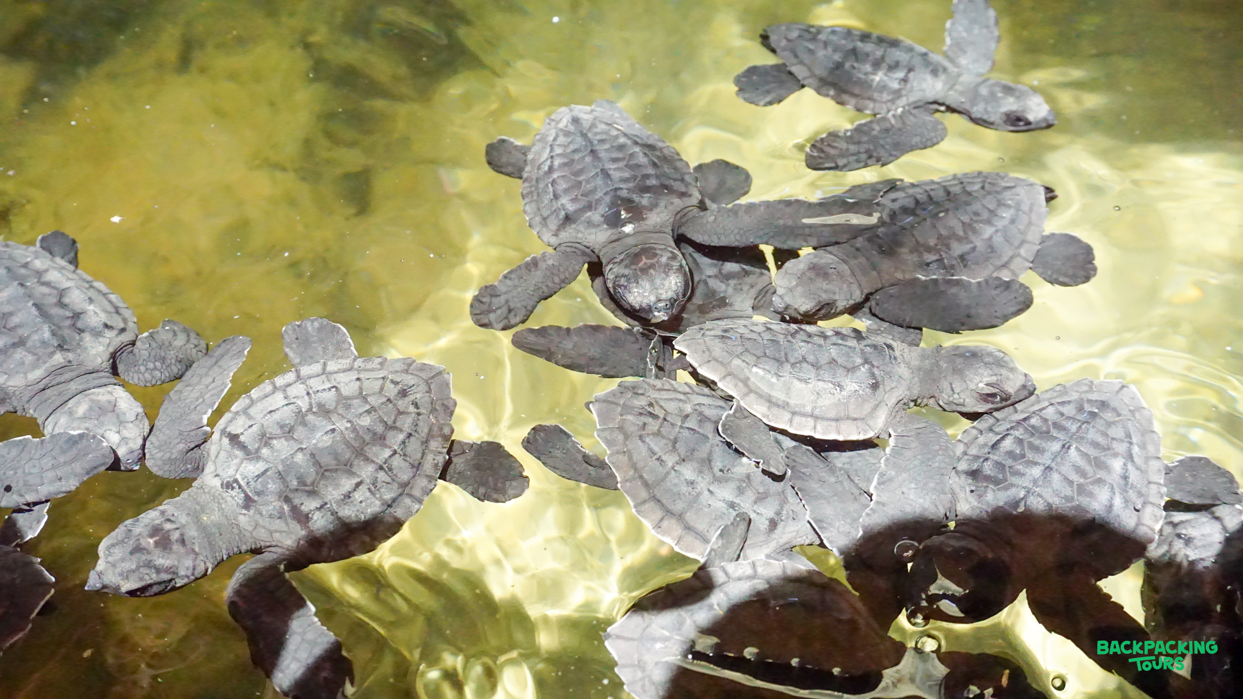 Many tiny sea turtle hatchlings swim together in a protected pool at a conservation center in Sri Lanka.