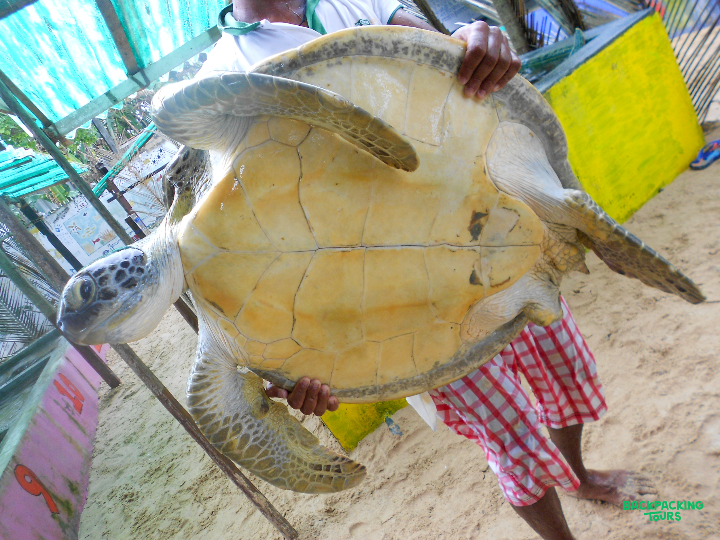 A person holds a large sea turtle, revealing its light-colored underside at a conservation center in Sri Lanka.