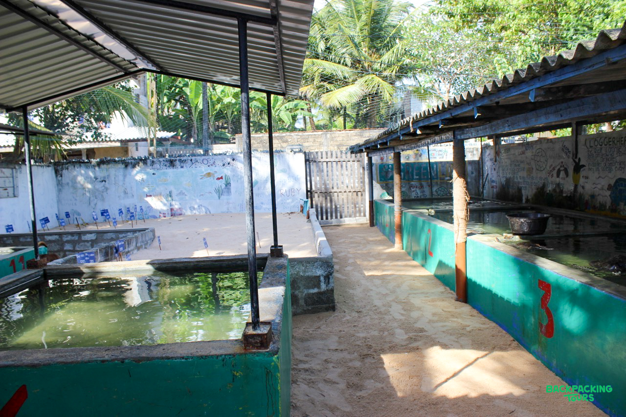 Multiple water tanks at an outdoor turtle conservation facility, with a sandy path and palm trees.