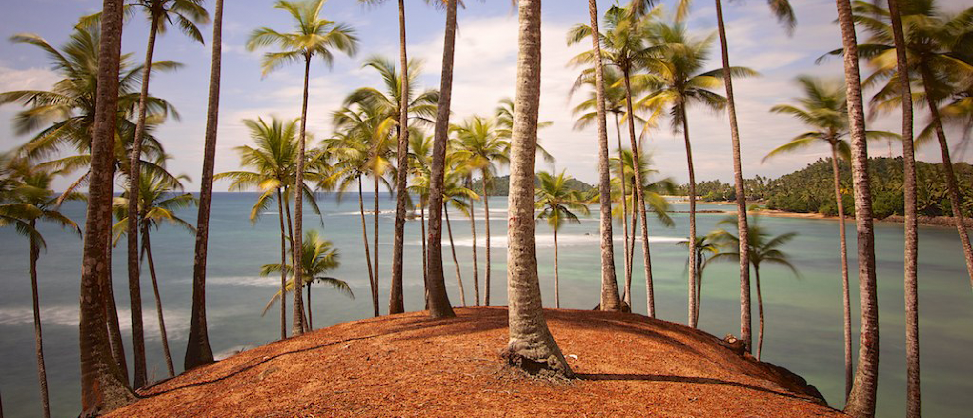 Tall palm trees grow on a small reddish hill overlooking the calm turquoise ocean in Mirissa, Sri Lanka.