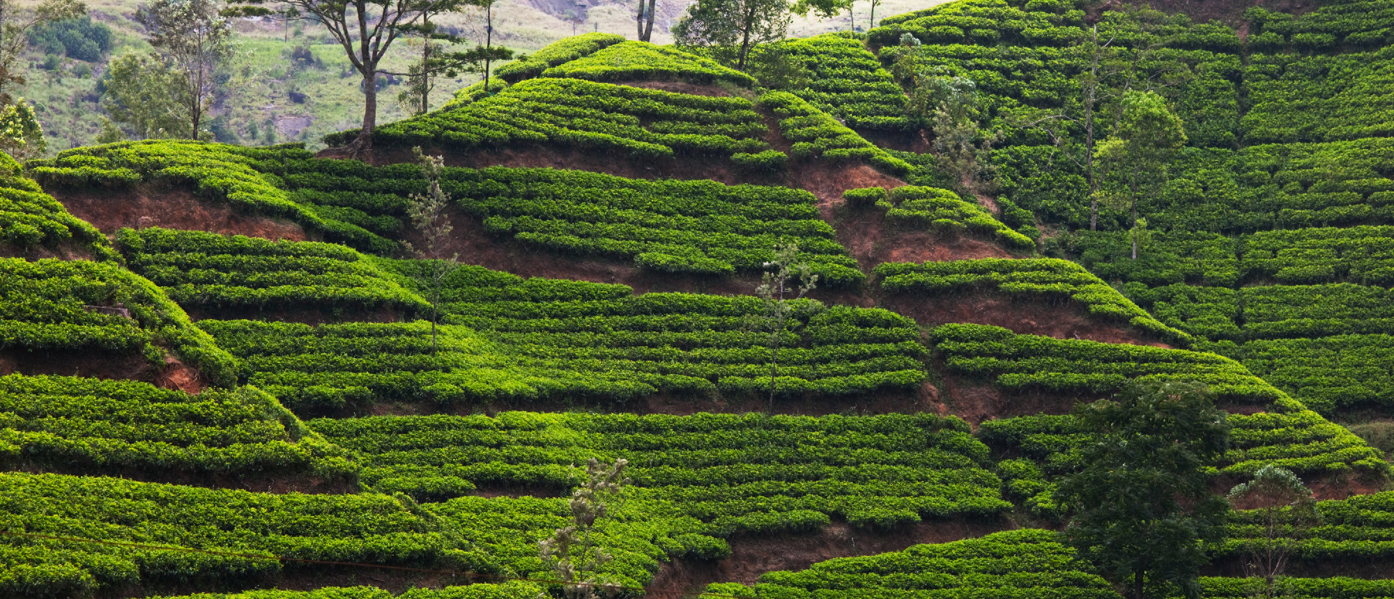 Lush green tea plantations are terraced across a steep hillside in Nuwara Eliya, Sri Lanka.