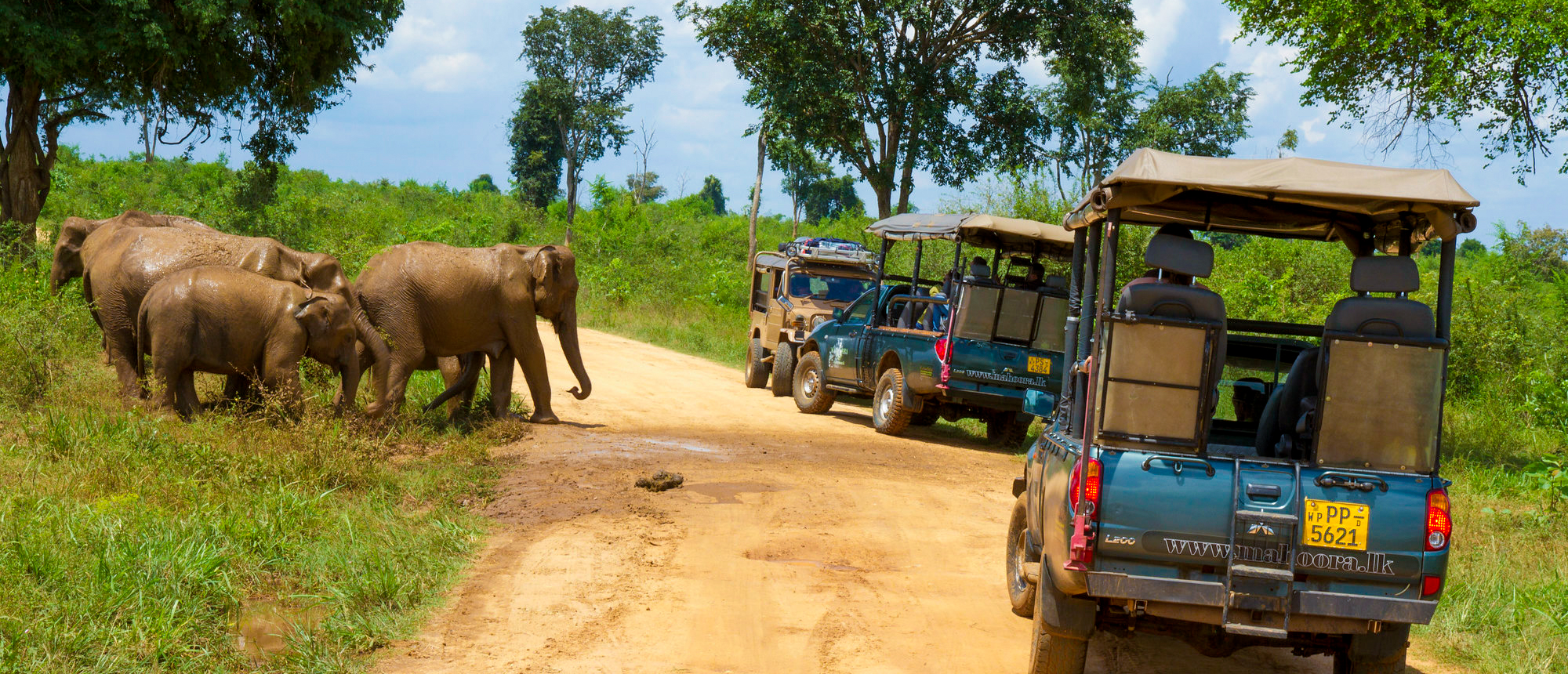 Safari jeeps stop to observe a herd of wild elephants and calves on a dirt road in Udawalawe.