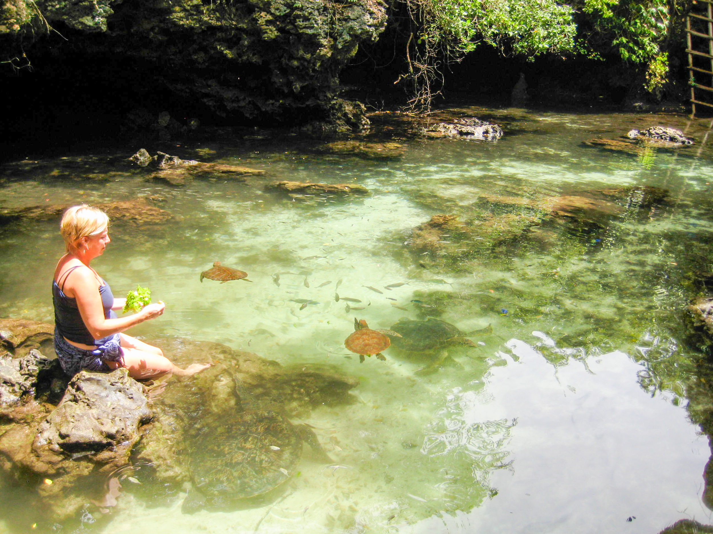 Blonde woman feeding green leaves to sea turtles in a clear, shallow natural pool.