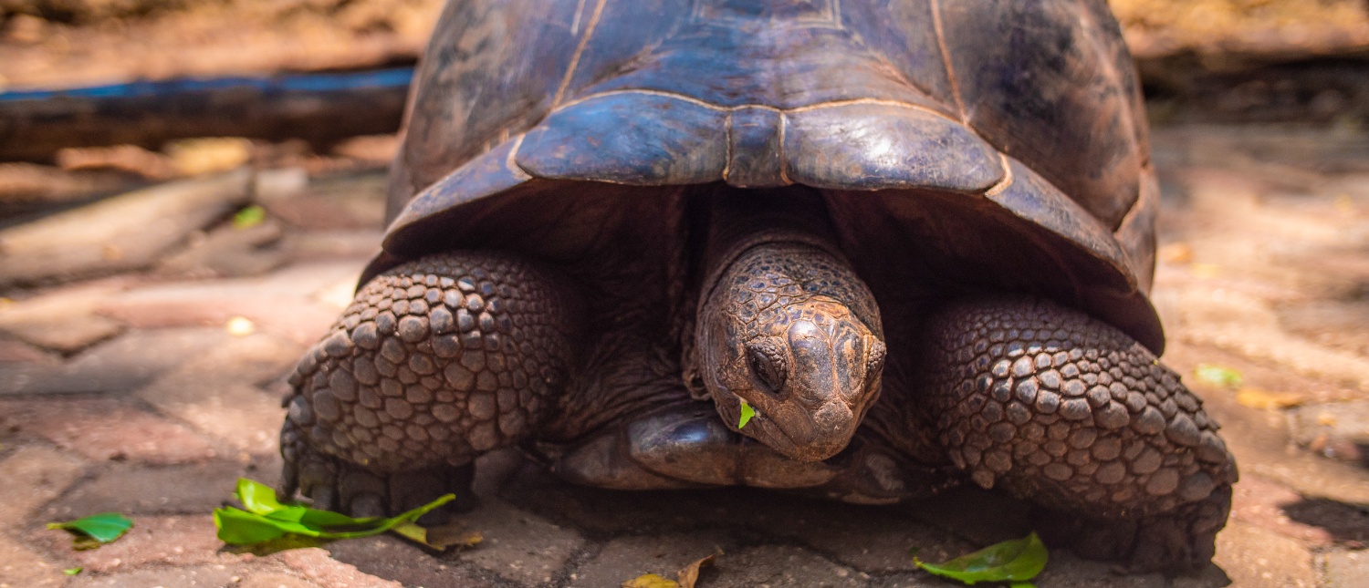 Close-up of a giant tortoise eating fresh green leaves on a textured ground.