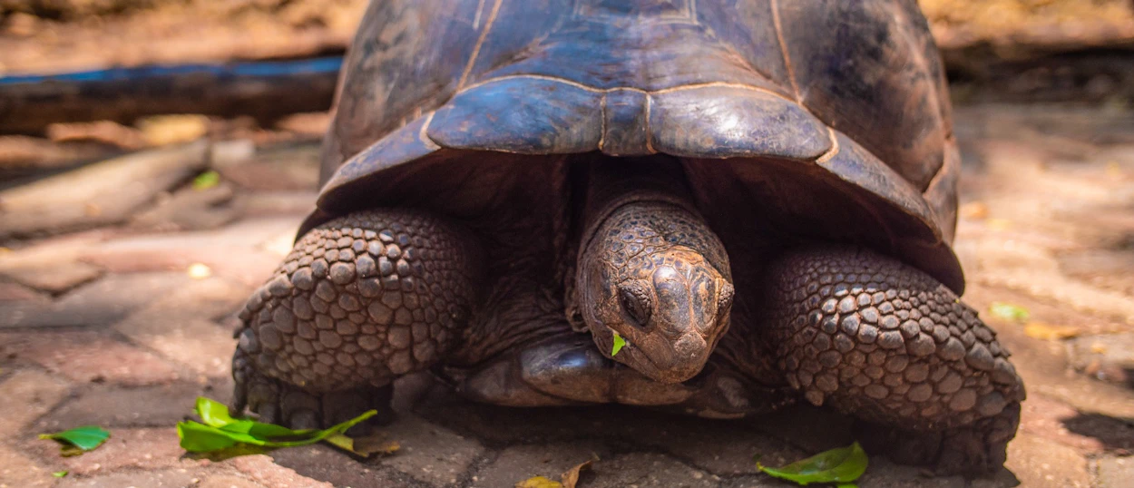 Close-up of a giant tortoise eating fresh green leaves on a textured ground.