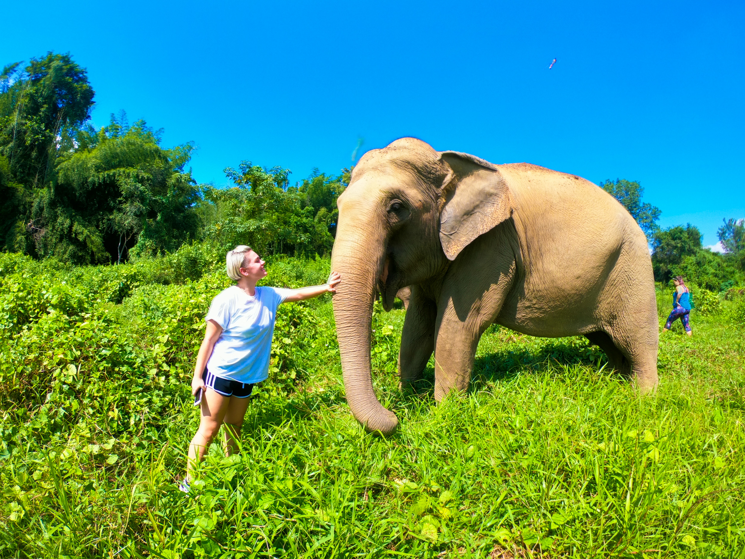 A woman gently touches a large elephant's trunk in a sunny green field in Thailand.