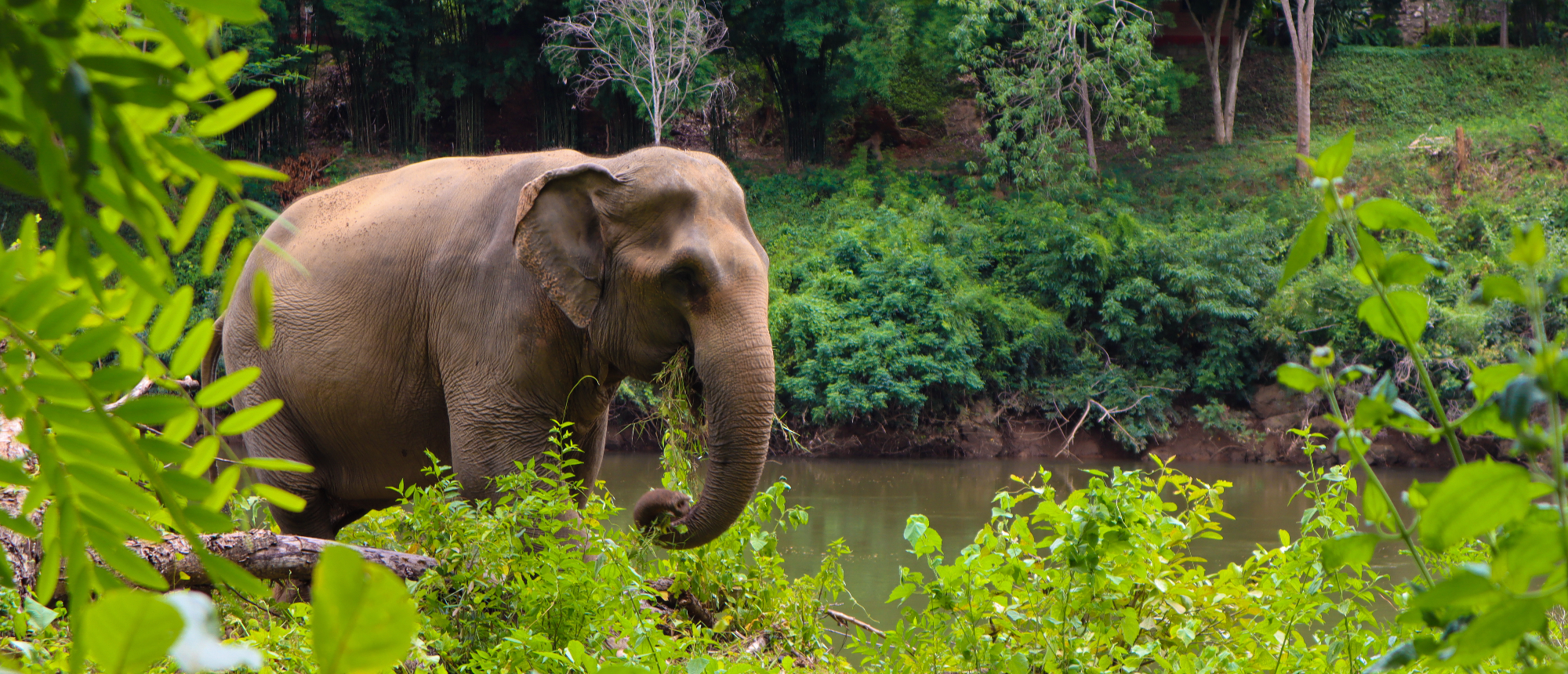 An elephant stands by a tranquil river, framed by lush green jungle foliage.