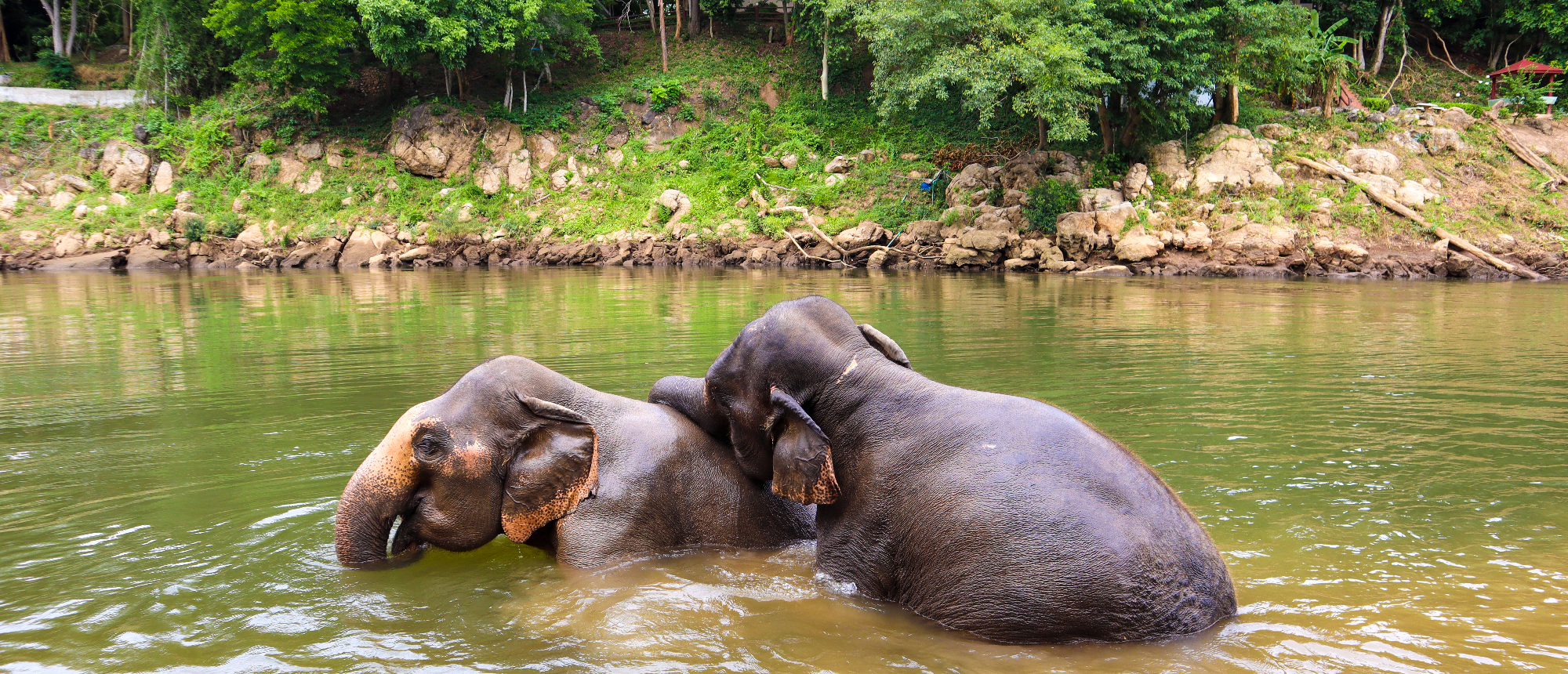 Two elephants playfully bathe in a calm green river, surrounded by a natural, forested landscape.