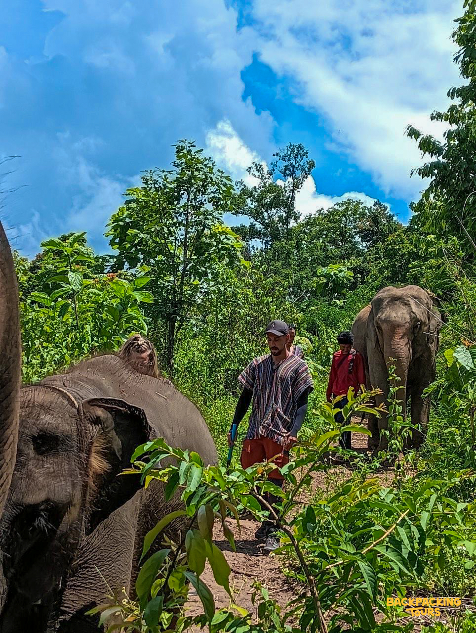 Volunteers walk with elephants through lush green jungle under a bright blue sky in Thailand.