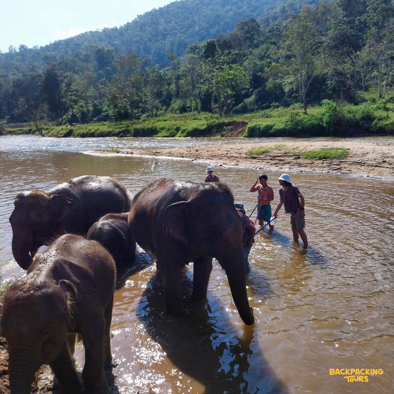 Volunteers and elephants enjoy a refreshing bath in a shallow river surrounded by lush Thai jungle.