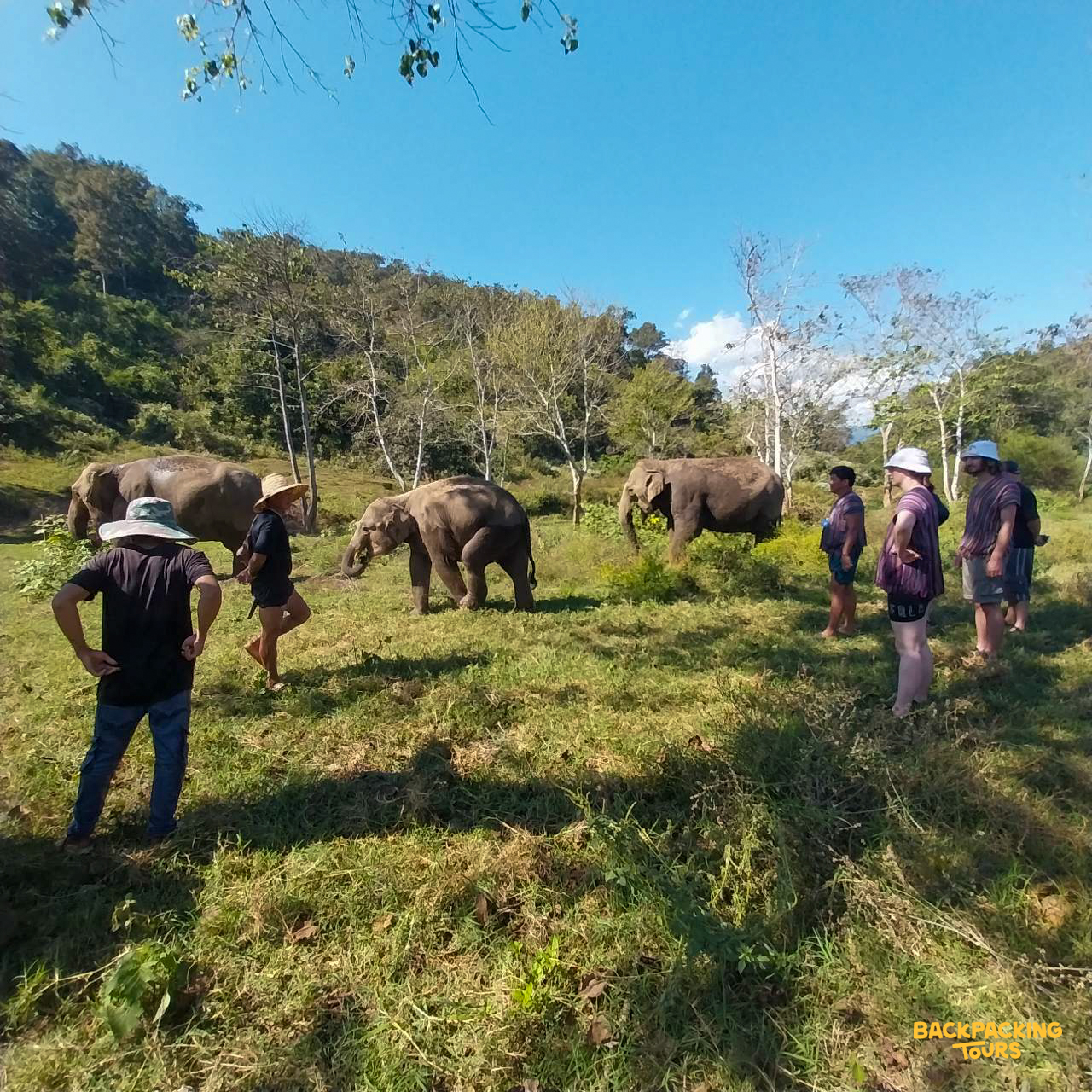 Volunteers observe elephants grazing in a sunny field at an elephant sanctuary in Thailand.