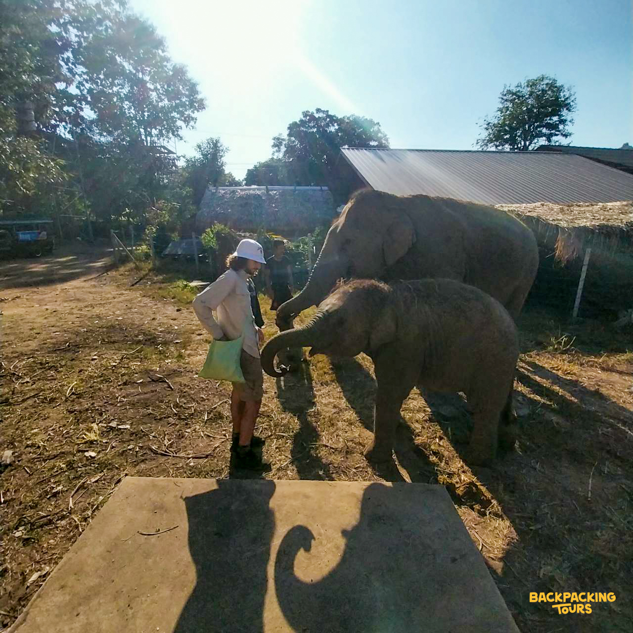 A volunteer engages with a baby elephant, an adult elephant nearby, under the bright sun in Thailand.