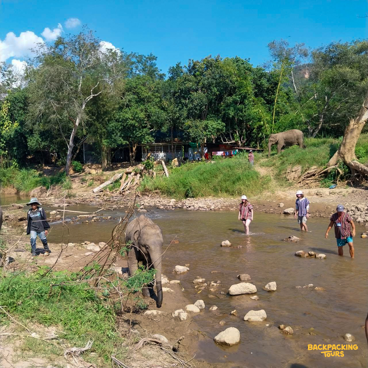 Volunteers and young elephants wade through a shallow river surrounded by lush green trees in Thailand.