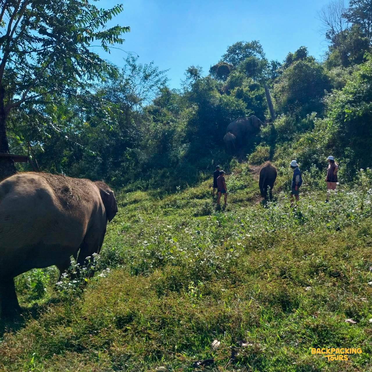 Volunteers walk alongside elephants up a lush green hill in the beautiful Thai countryside.