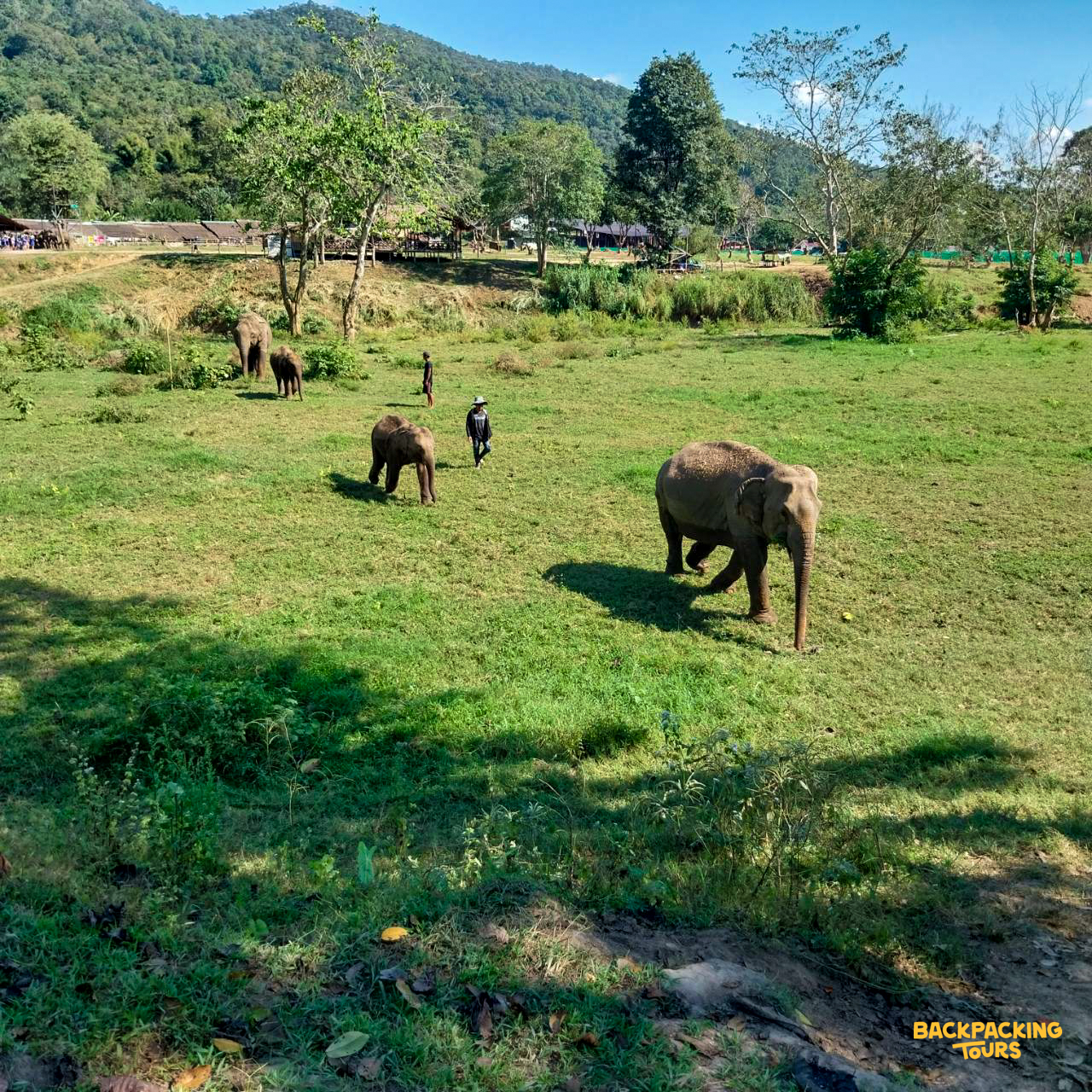 Elephants of all ages enjoy a sunny day grazing in a vast green field in Thailand.